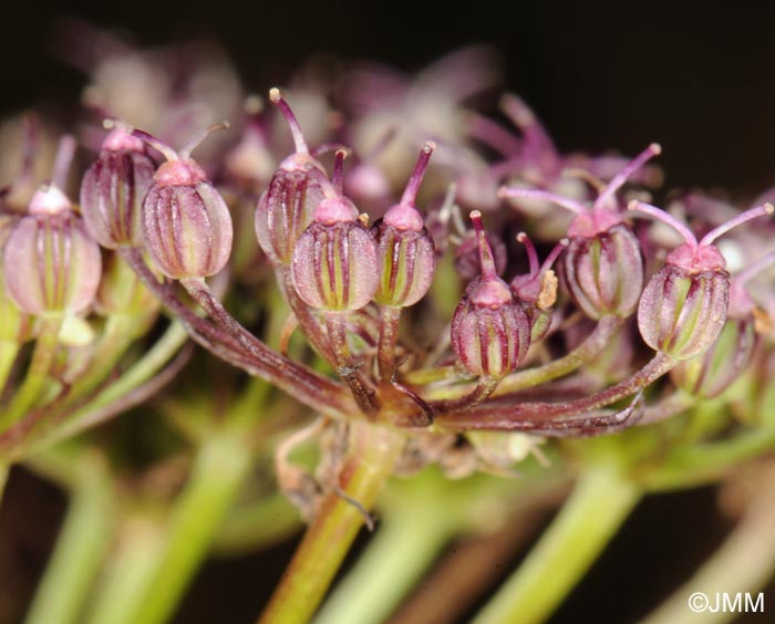 Selinum carvifolia