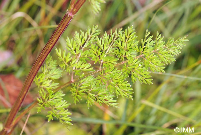 Selinum carvifolia