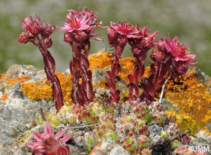 Sempervivum arachnoideum subsp. arachnoideum