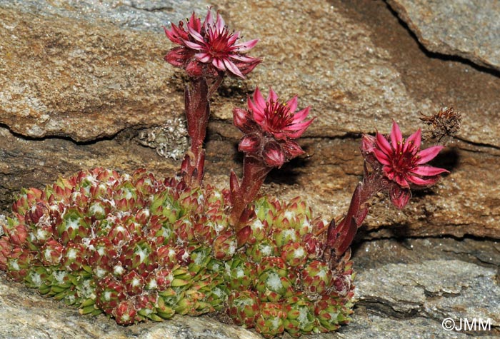 Sempervivum arachnoideum subsp. arachnoideum