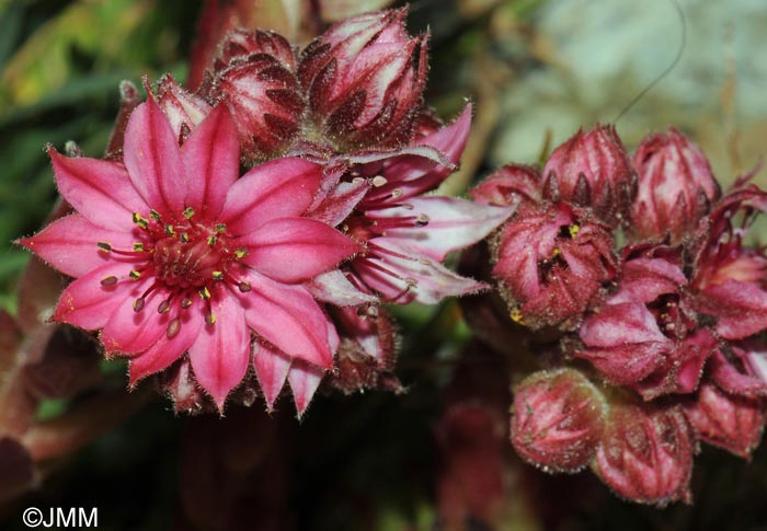 Sempervivum arachnoideum subsp. arachnoideum