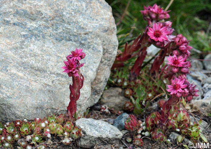 Sempervivum arachnoideum subsp. arachnoideum