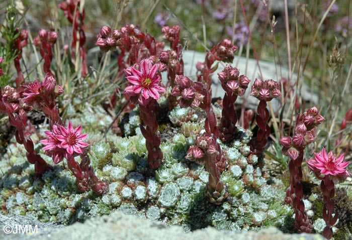 Sempervivum arachnoideum var. tomentosum