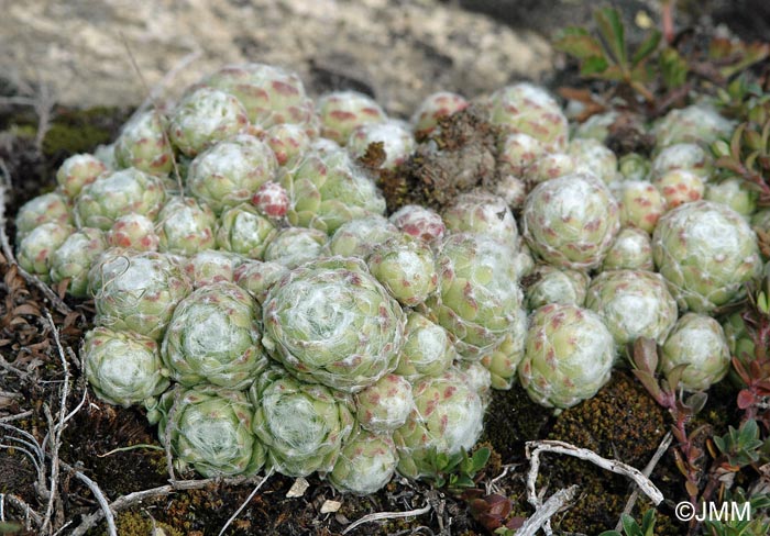 Sempervivum arachnoideum var. tomentosum