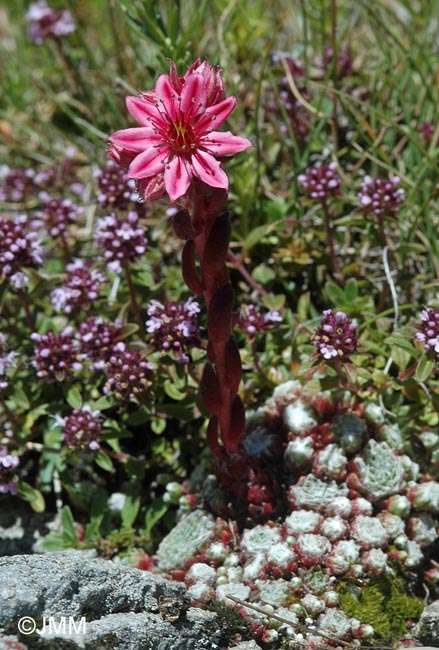 Sempervivum arachnoideum var. tomentosum