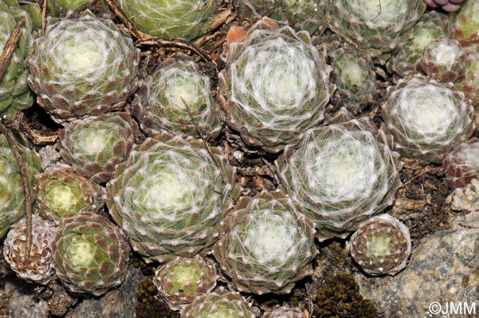 Sempervivum arachnoideum var. tomentosum