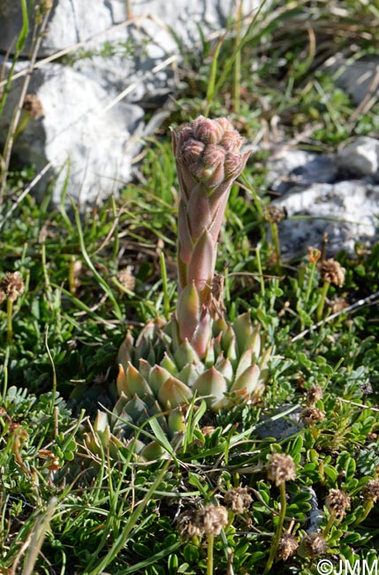 Sempervivum calcareum