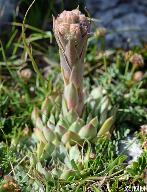 Sempervivum calcareum