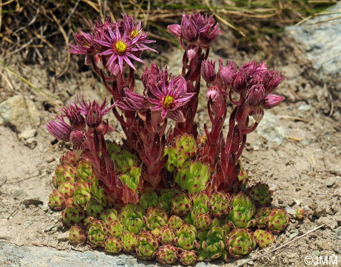 Sempervivum montanum subsp. montanum