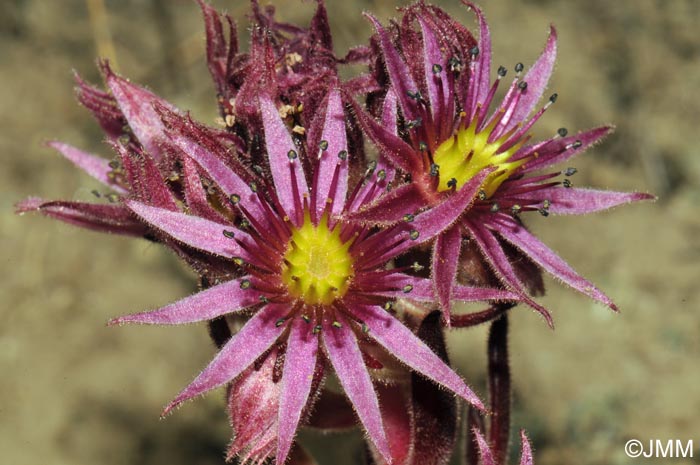 Sempervivum montanum subsp. montanum