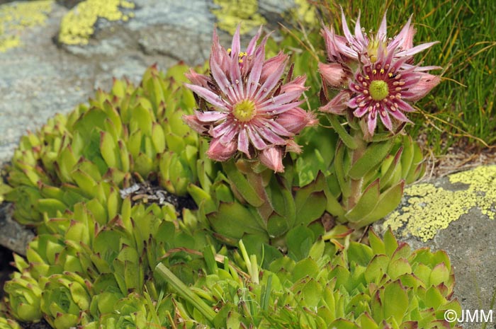 Sempervivum montanum subsp. montanum