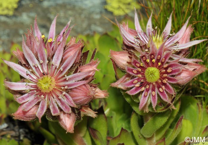 Sempervivum montanum subsp. montanum