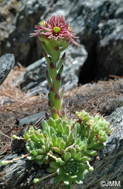 Sempervivum montanum subsp. montanum