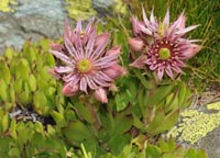 Sempervivum montanum