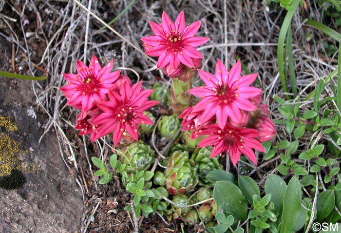 Sempervivum x barbulatum = Sempervivum arachnoideum x montanum