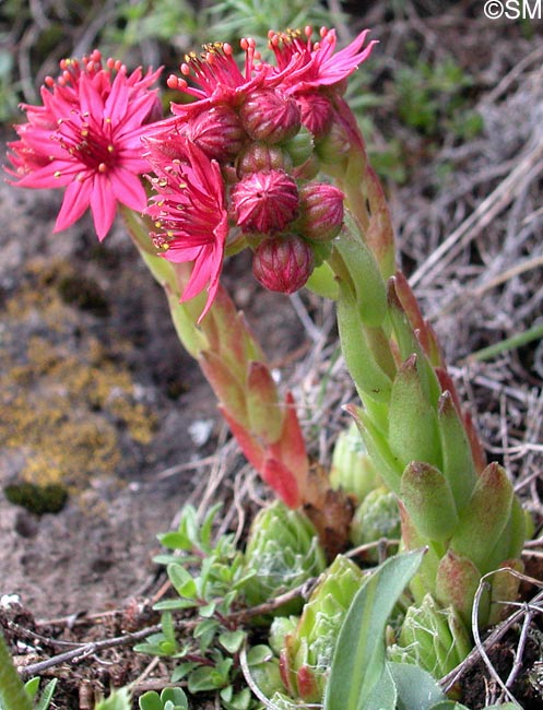 Sempervivum x barbulatum = Sempervivum arachnoideum x montanum