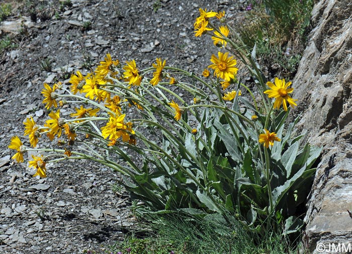 Senecio doronicum