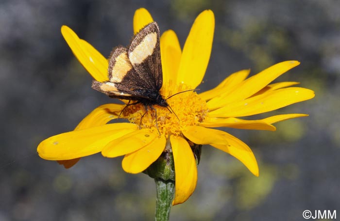 Senecio doronicum