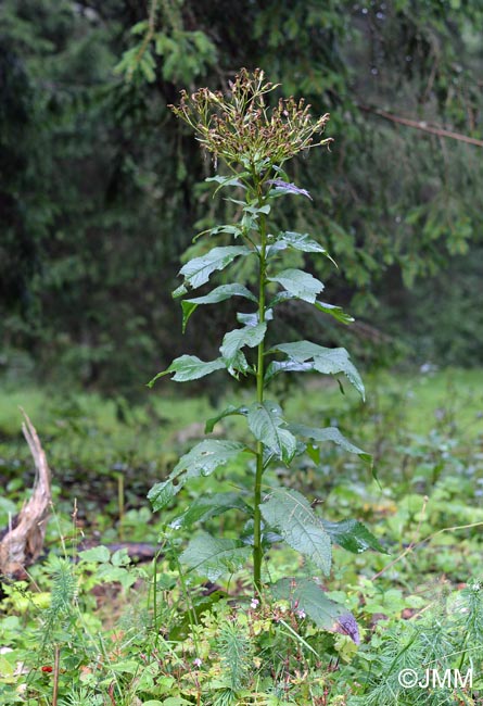 Senecio hercynicus