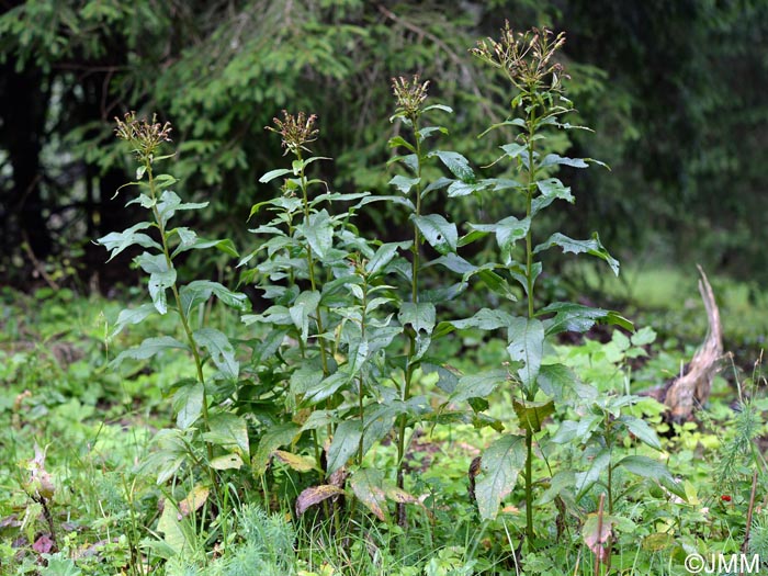 Senecio hercynicus