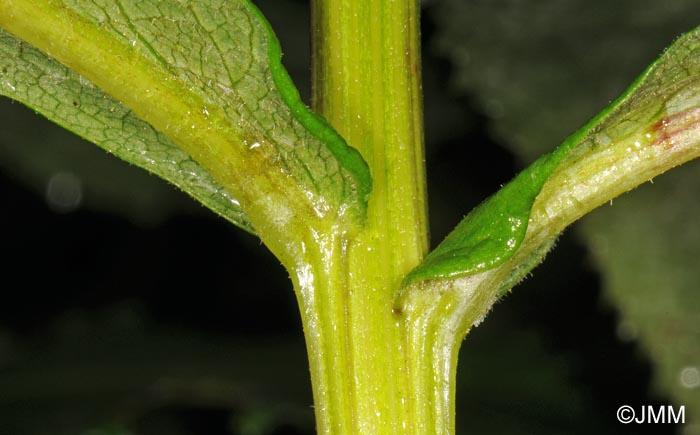 Senecio hercynicus