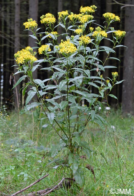 Senecio ovatus subsp. alpestris