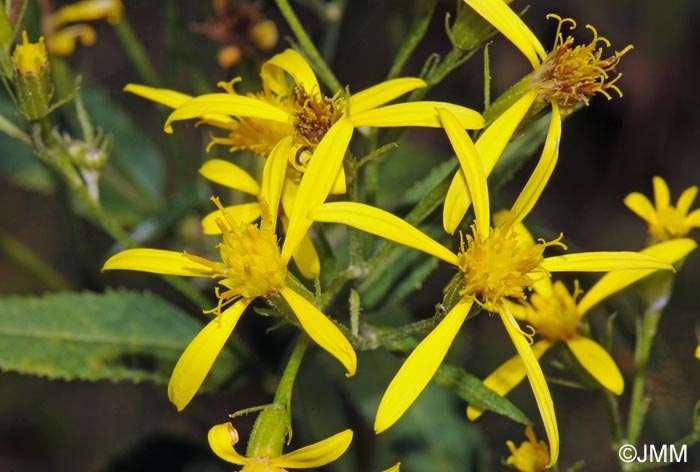 Senecio ovatus subsp. ovatus