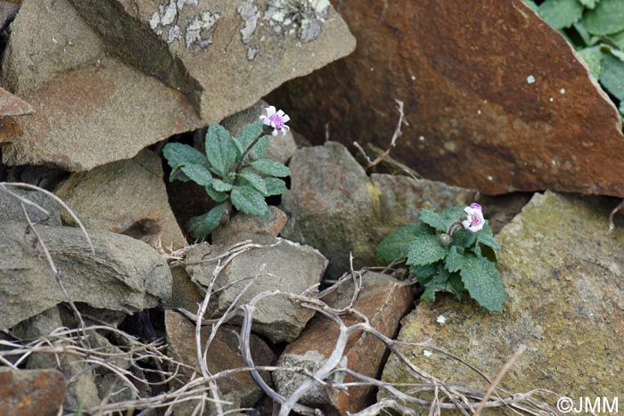 Senecio rodriguezii = Senecio varicosus