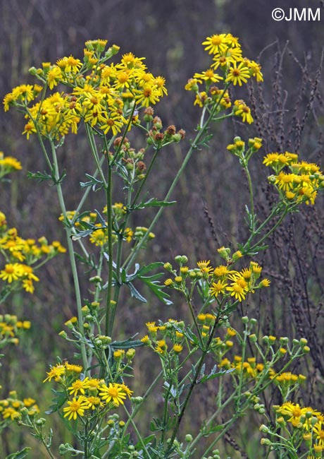 Senecio sylvaticus