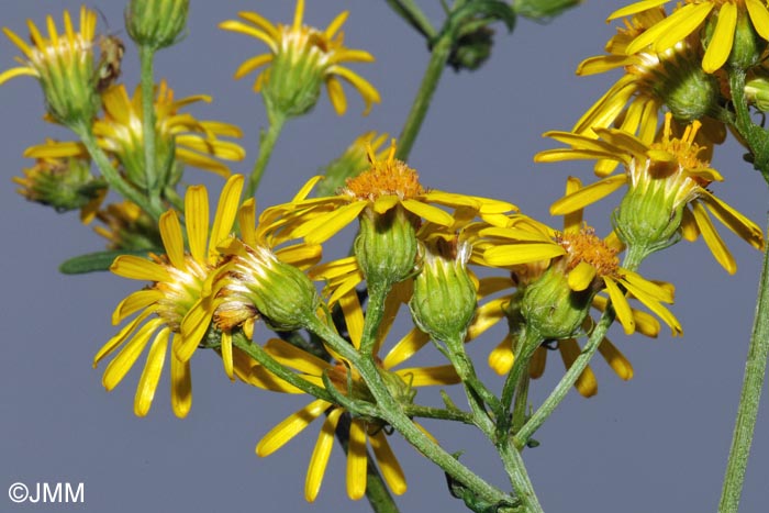 Senecio sylvaticus