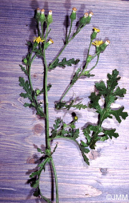 Senecio viscosus