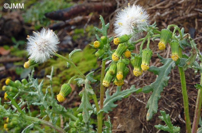 Senecio vulgaris