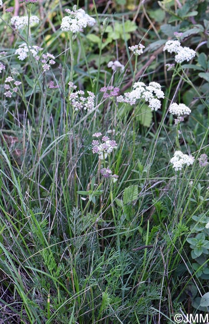 Seseli montanum