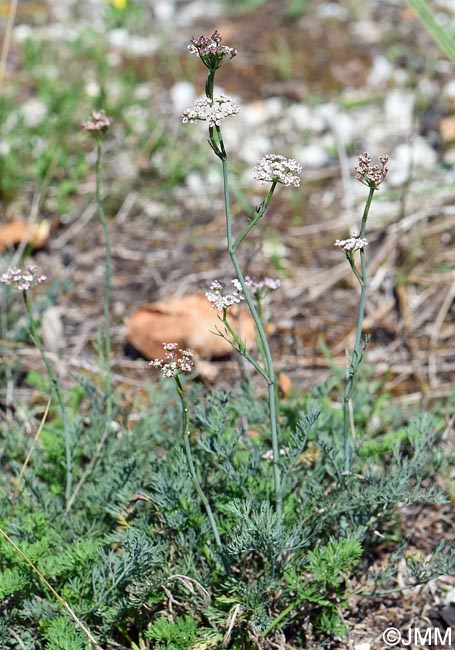 Seseli montanum