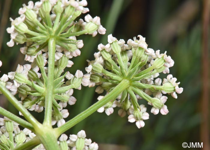 Seseli montanum