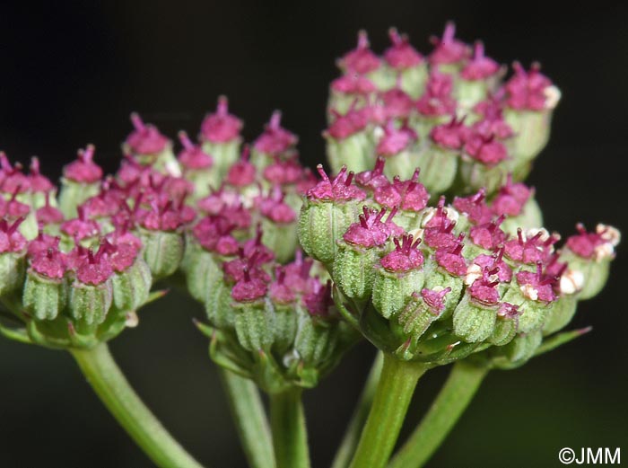 Seseli montanum
