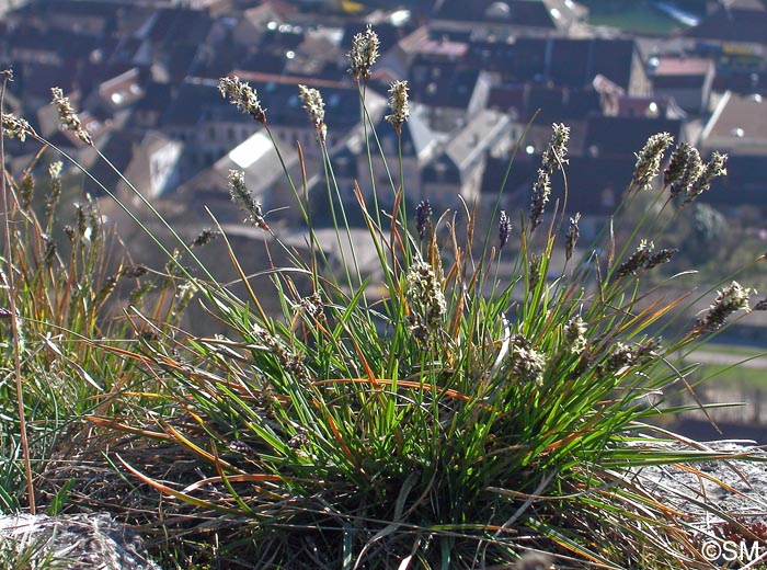 Sesleria caerulea