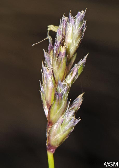 Sesleria caerulea