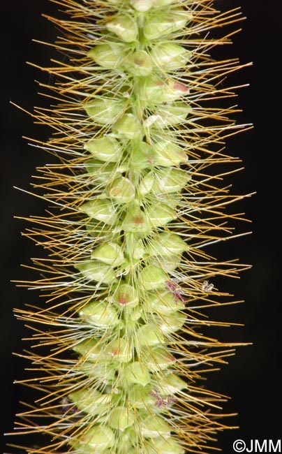 Setaria pumila