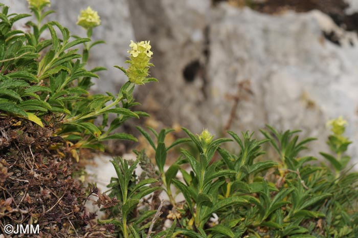 Sideritis hyssopifolia subsp. hyssopifolia