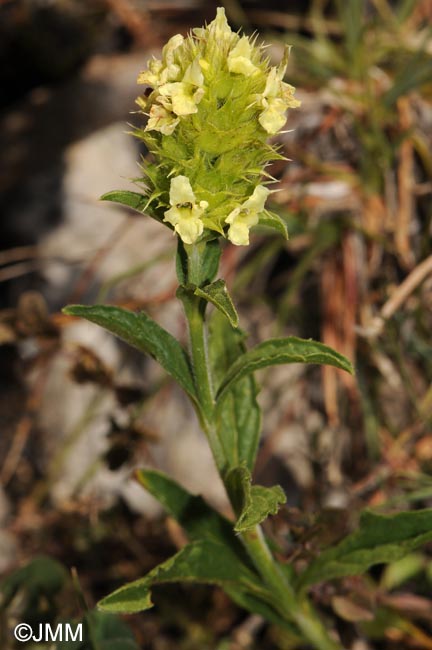 Sideritis hyssopifolia subsp. hyssopifolia