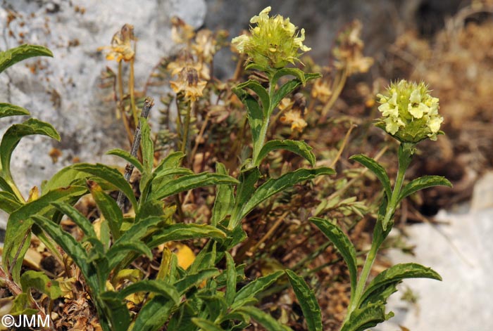 Sideritis hyssopifolia subsp. hyssopifolia