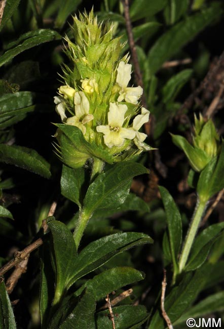 Sideritis hyssopifolia subsp. hyssopifolia