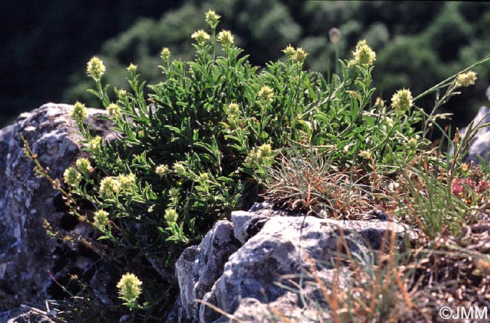 Sideritis hyssopifolia subsp. hyssopifolia