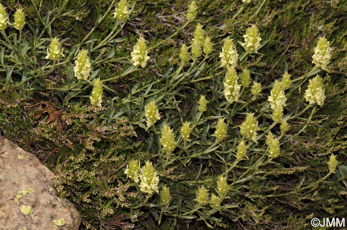 Sideritis hyssopifolia subsp. eynensis