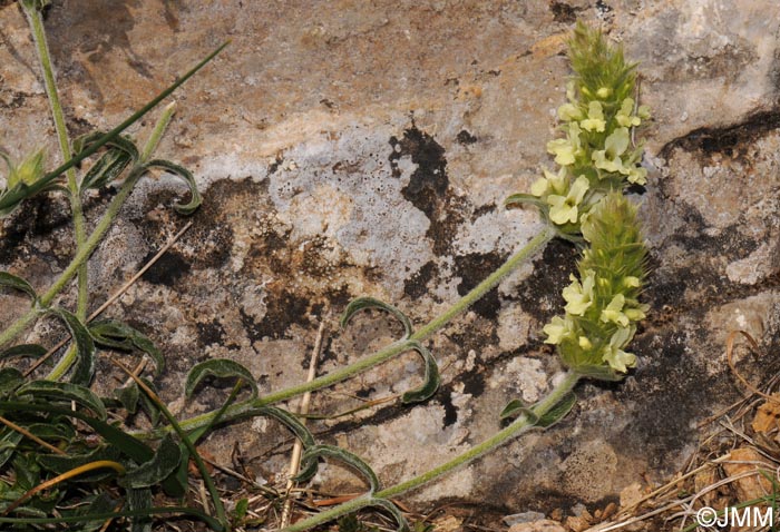 Sideritis hyssopifolia subsp. eynensis