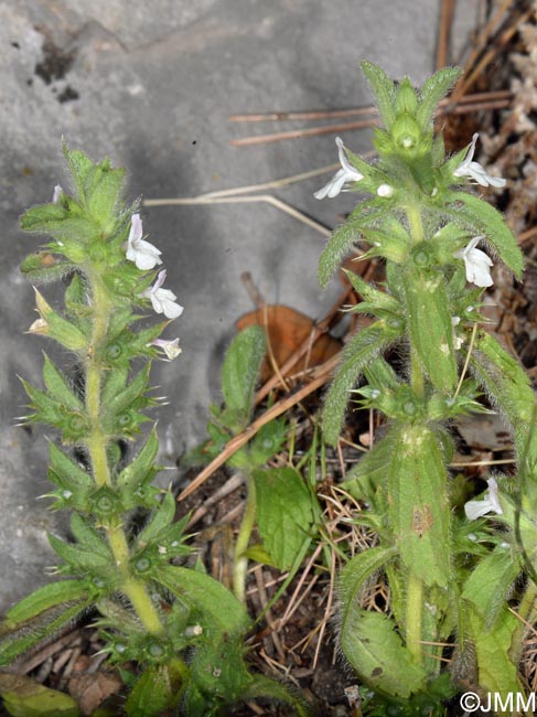 Sideritis romana