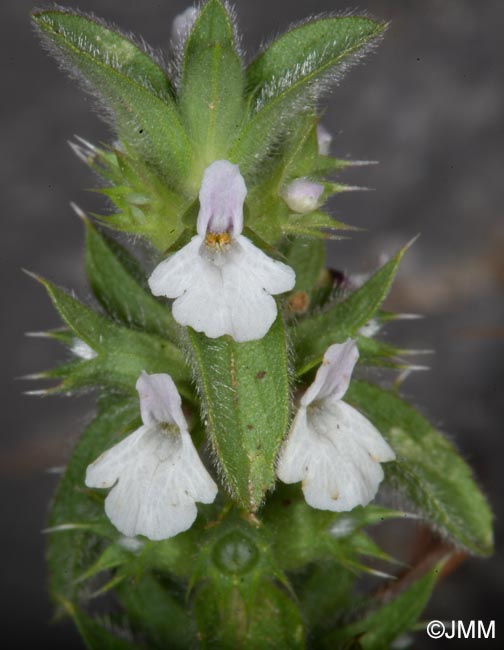 Sideritis romana