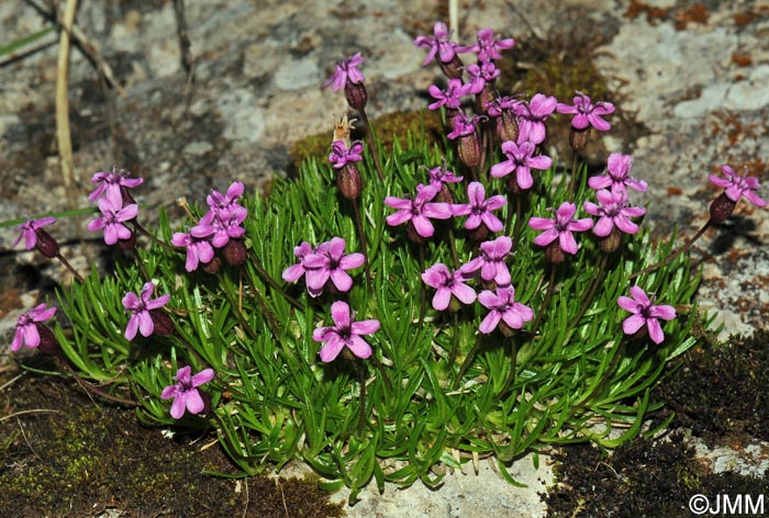 Silene acaulis