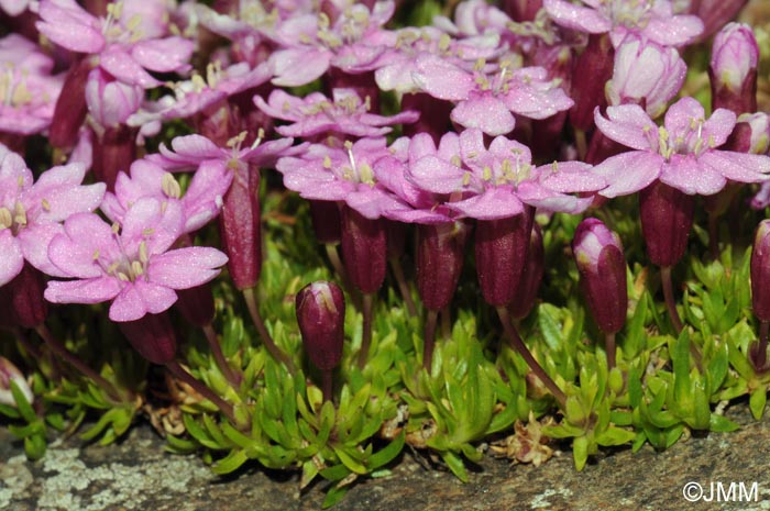 Silene acaulis